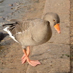 Week-end à Londres pour le 01/11/13