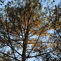 Ballade à Larchant et coucher de soleil à Fromont