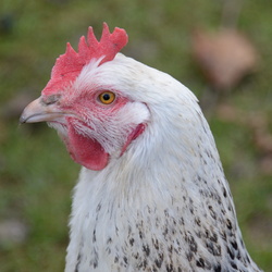 2014-01-05 Chez Maman