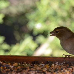 2014-03-08-09 - Oiseaux et Chipie chez maman