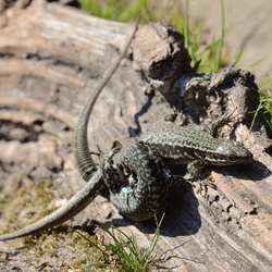 2014-03-16 - Arbonne