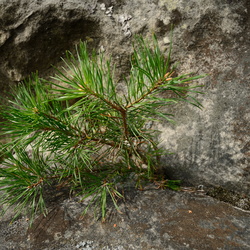 2014-07-27 - Circuit des 25 bosses et chez Maman