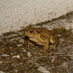 2014-08-01 Crapaud et escargot chez maman la nuit