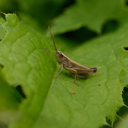 Ballade en Forêt de Rambouillet été 2014
