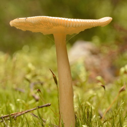 Ballade en Forêt de Rambouillet été 2014