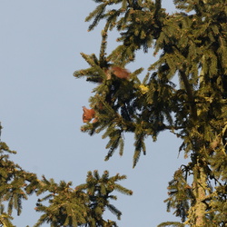 2015-03-07 Ecureuil dans les arbres chez le voisin
