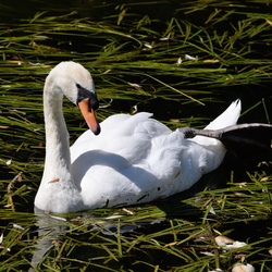 Cygne sur l'almont