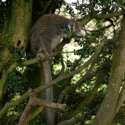 2015-12-06 - Parc des félins avec Jean-Noel et Emilie