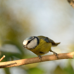 Mésanges dans le jardin chez Maman (décembre 2015)
