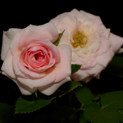 La rose naine d'Alice qui fleurit