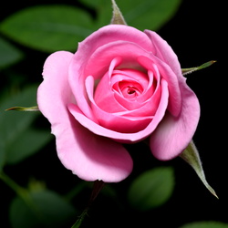 2016-01-10 Rose d'Alice