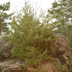 Ballades à Barbizon Février 2016