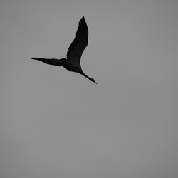 2016-11-20 - A Giffaumont pour le festival de Montier