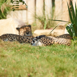 03/09/2018 - Beauval