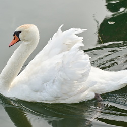 04/08/2019 - Cygnes sur le Seine