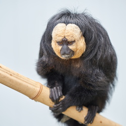 18/06/2020 - Terre des Singes