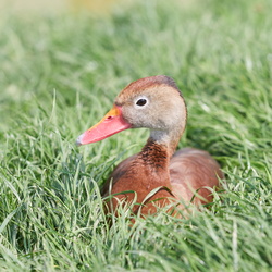 29/04/2022 - Parrot World