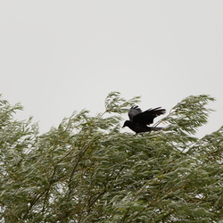 Week-end au Lac du Der Aout 2015