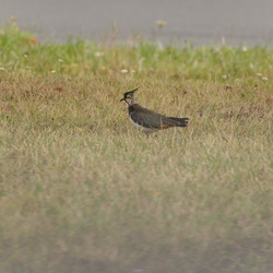 Week-end au Lac du Der Aout 2015