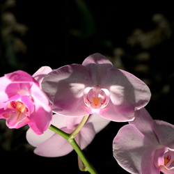 Orchidées passion Aulnay sous Bois 2014