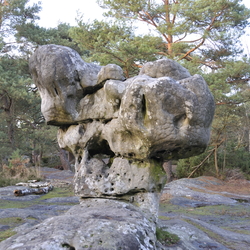 Foret de Fontainebleau
