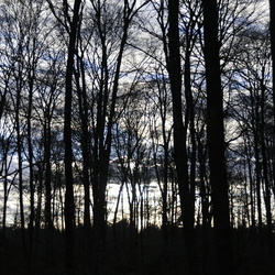 Foret de Fontainebleau