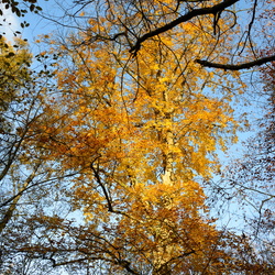 Ballades matinales du samedi et dimanche novembre 2011