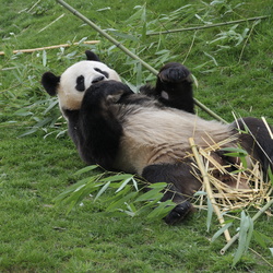 Zoo Parc de Beauval 2013