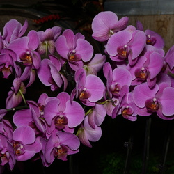 Salon d'orchidées à Bourg-la-Reine 2014