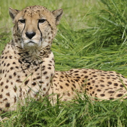 Parc des Felins Mai 2013