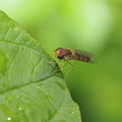 Cher Pieter et Corine, Essais Macro