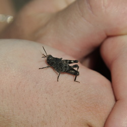 Cher Pieter et Corine, Essais Macro